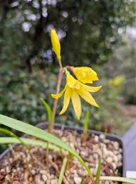 Image result for Cyrtanthus breviflorus