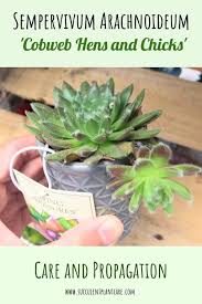 Sempervivum Arachnoideum Cobweb Hens And Chicks Care Guide Succulent Plant Care Sempervivum Hens And Chicks Planting Succulents