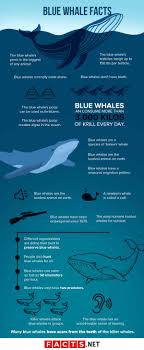 How big has a blue whale gotten? 50 Incredible Blue Whale Facts For You To Find Out