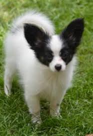 Papillon welpen gehören grundsätzlich zu den kleinen hunden. Papillon Kaufen Und Verkaufen Bei Tiermarkt Net