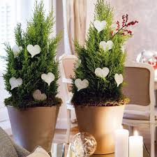 We did not find results for: Creative Indoor Plants Decors For Christmas New Year