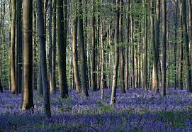 The blue forest in halle, belgium gets its name thanks this article should answer all your questions about visiting hallerbos, the blue forest in halle, just near brussels. The Blue Forest Of Belgium Reuters Com