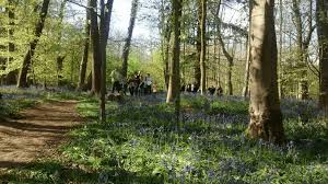 This ancient wood was formerly part of the stoke park estate, and it still has the remains of a victorian drainage system. English Bluebells In The Woods Of Bishopstoke And Fair Oak Action Against Destructive Development