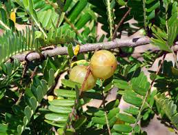 Image result for Phyllanthus udoricola