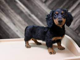 Check spelling or type a new query. Dachshund Dog Female Blk Tan 2709032 Petland Racine Wi