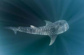 Free Free 179 Whale Shark Svg Free SVG PNG EPS DXF File