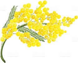Yellow Mimosa Flower Mimosa Flower Symbol Of Womens Day Isolated On Flower Drawing Mimosa Flower Flower Symbol