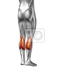 These are the hamstring muscles, which are found at the back of the thigh, the quadriceps muscles, which are at the front area, and the adductor muscles, which are in the inner side of the thigh. Conceptual 3d Human Back Lower Leg Muscle Anatomy Fototapete Fototapeten Didaktisch Muskulatur Sportive Myloview De