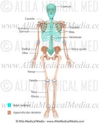 The lower leg is comprised of two bones the tibia and the smaller fibula. The Skeleton Two Colors Labeled Alila Medical Images
