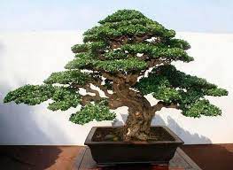 Fukien Tea Bonsai Tree Bonsai Trees For Sale Bonsai Tree Care