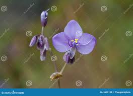Image result for Commelina purpurea