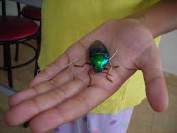 We did not find results for: Beetle On A String Panudda Mansion