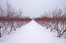 Peach tree flowers and newly set fruit are most susceptible to frost and freeze damage. Ways Pruning Affects Tree Fruit Cold Hardiness Growing Produce