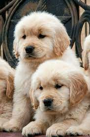 hermanos pequenos hermanos pequenos sevimli kopek yavrulari hayvan yavrusu golden retriever