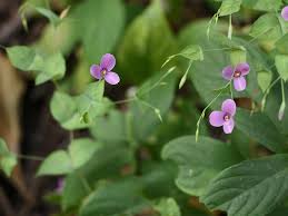 Image result for Canscora diffusa