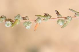 Image result for Chenolea