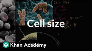 Around the world, health officials have agreed that wearing masks can prevent the spread of the virus between individuals. Cell Size Video Khan Academy