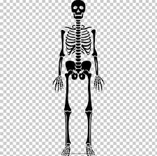 Hair is a protein filament that grows from follicles found in the dermis.hair is one of the defining characteristics of mammals.the human body, apart from areas of glabrous skin, is covered in follicles which produce thick terminal and fine vellus hair. Human Skeleton Bone Drawing Coloring Book Png Clipart Arm Black And White Bone Coloring Book Computer