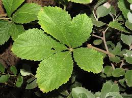 Image result for Cyphostemma lanigerum