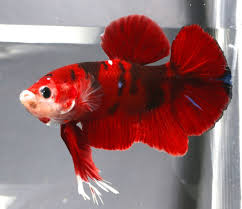 399followersprismbetta(351prismbetta's feedback score is 351) 100.0%prismbetta high quality imported betta fish and photographic art prints located in illinois visit prismbettas.com. Marble Koi Betta