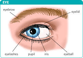 Eyelash Meaning Of Eyelash In Longman Dictionary Of Contemporary English Ldoce