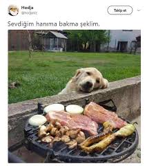 Anlamli Dusundurucu Eglenceli Guzel Komik Konusan Resimler Konusan Resimler Www Kizlarinsirlari Club Komik Kopek Fotograflari Resimler Hayvanlar