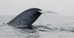 A calf swims behind and below the adult. Blue Whale Migration Cw Azores