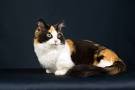 Munchkin Cat Breed Profile | Petfinder