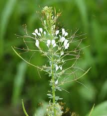 Image result for Cleome gynandra