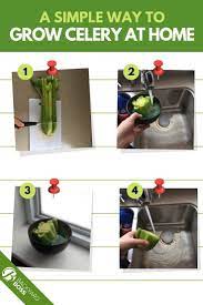 How To Regrow Celery From Cuttings Growing Celery Regrow Celery Celery Plant