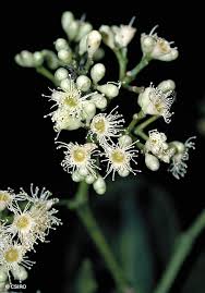 Image result for Syzygium staudtii