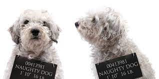What Your Dog S Bad Behavior Says About You