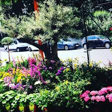 Garten Gartnerei Geschaft Wien Vienna Vienna City City Blumenfotografie Blumen Pflanzenfotografie Pflanzen Zim Garten Gartenarbeit Gartengestaltung