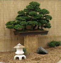 Fukien Tea Is A Favorite Bonsai Indoors And Out