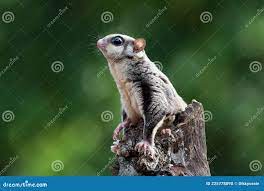 Pétaure à Sucre Brasse Sur Branche De L'arbre Photo stock - Image du  curieux, planeur: 225778090