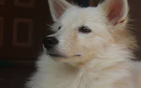 He is my buttea as his head would slide off my lap as i would pet him. Bone Cancer Of The Skull In Dogs Dog Discoveries