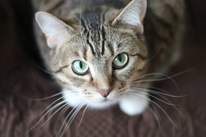 Cat resting on a soft blanket