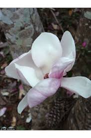 Image result for Magnoliaceae