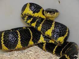 Bites by this snake are not known to have been deadly in the past. Black And Yellow Mangrove Snake Black And Yellow Snake Snake Yellow Snake