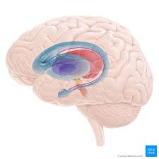 Throughout this introductory review we direct the reader to other reviews in this special. Basal Ganglia Gross Anatomy And Function Kenhub
