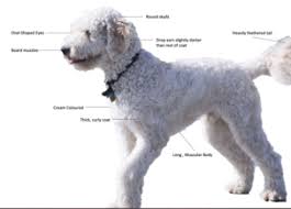 Let your mind go and color in the doodle with our free doodle coloring pages. Goldendoodle Wikipedia