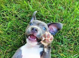 Look at pictures of puppies in san diego who need a home. Free Pitbull Puppies 8 Weeks Old Blue Nose Available For Adoption San Diego Reader
