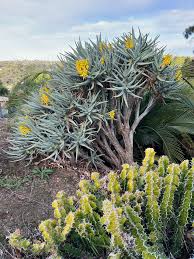 Image result for Adenia repanda