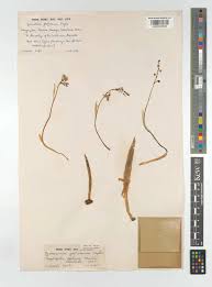 Image result for Cyanastrum johnstonii