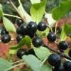 Image result for Rhamnus prinoides