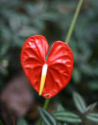 This orchid is one tropical flower name that is recognized the world over. Writing From The Heart Guest Post By Sandra Shaw Homer Allysonlatta Ca