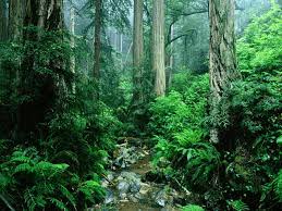Hutan hujan tropis merupakan tipe hutan dengan kesuburan tanah yang sangat rendah karena tersusun dari partikel lempung yang bermuatan negatif seperti kaolinite dan illite. Bab 4 Tumbuh Tumbuhan Semula Jadi Di Malaysia Quizizz