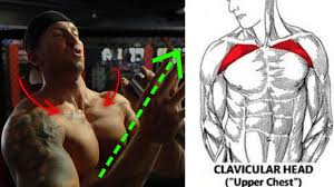 Almost all muscles cross at least one joint (moveable connection between two bones) and cause an action across that joint. 5 Forgotten Upper Chest Exercises No Bench Needed Youtube