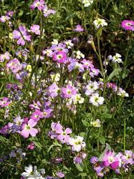 Image result for Malcolmia maritima
