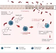 Diterpenes: Nature's Hidden Gems of Immunomodulation